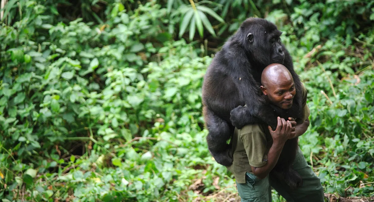 Virunga