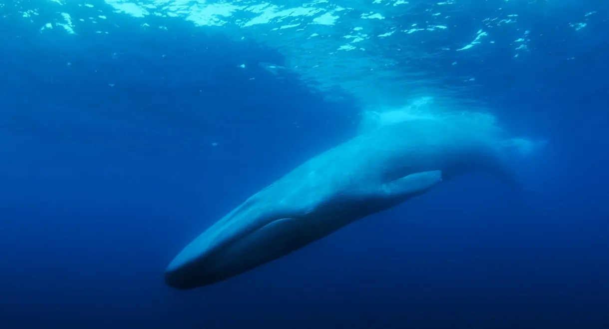 The Loneliest Whale: The Search for 52
