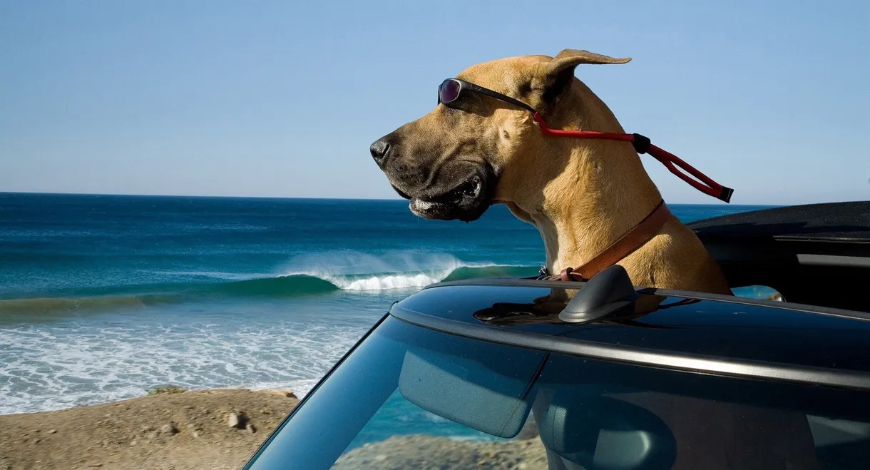 Marmaduke