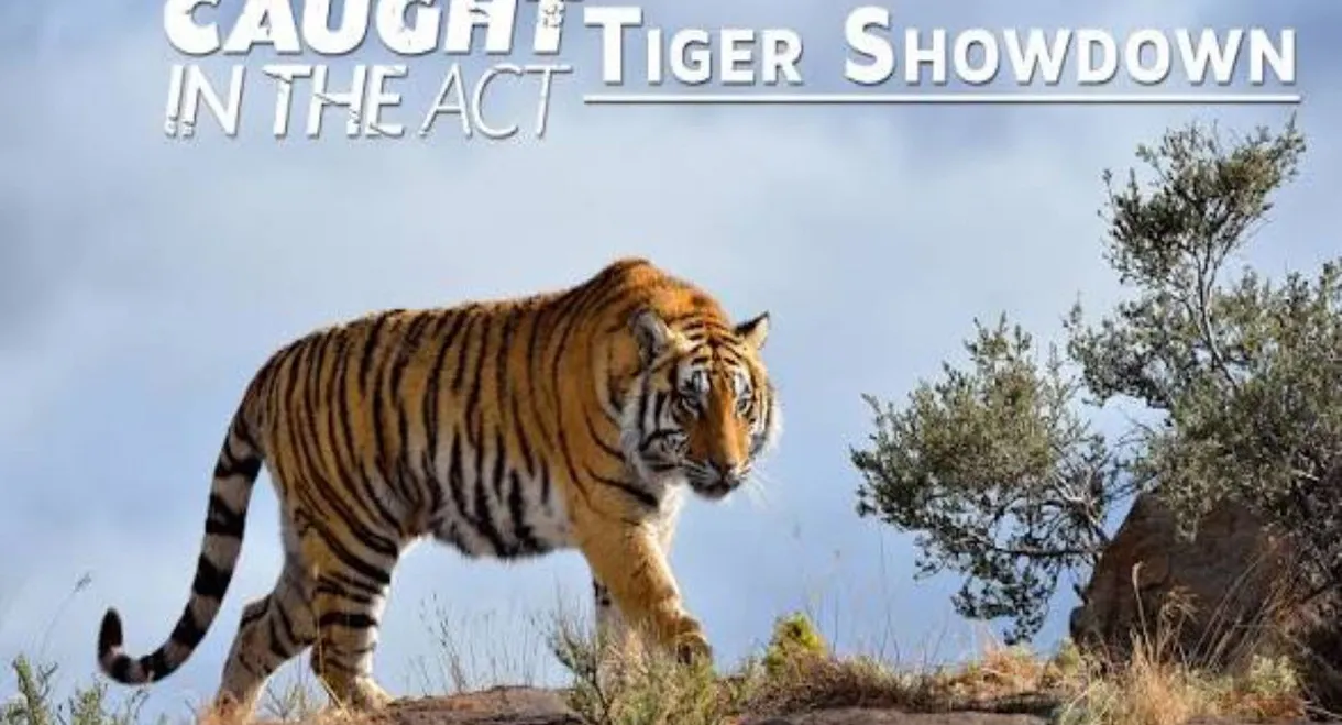 Caught In The Act: Tiger Showdown