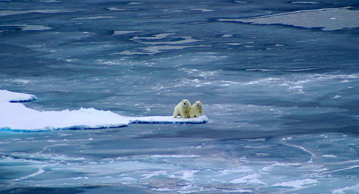 Polar Bear: Spy on the Ice