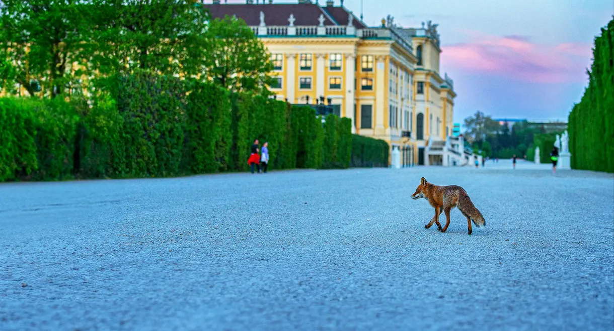 Wild Vienna