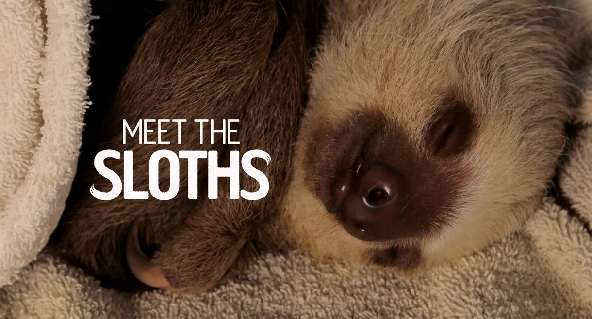 Meet the Sloths