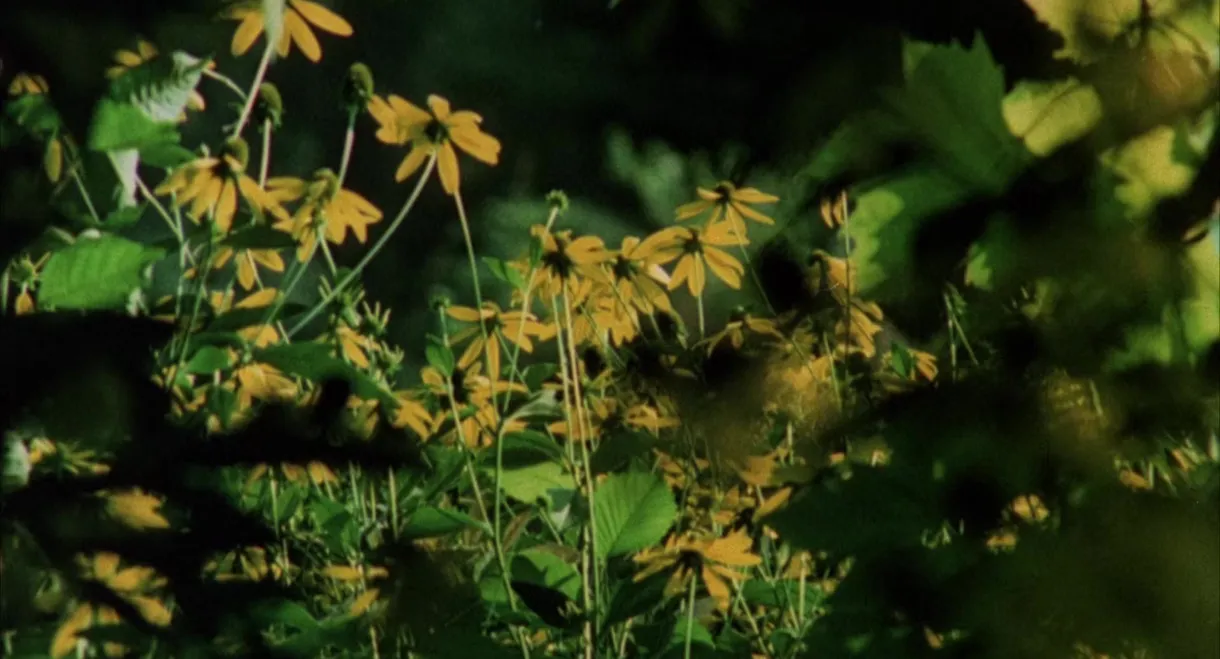 Private Vices, Public Virtues