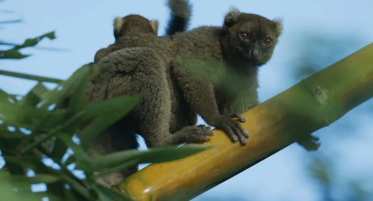 Madagascar: Africa's Galapagos