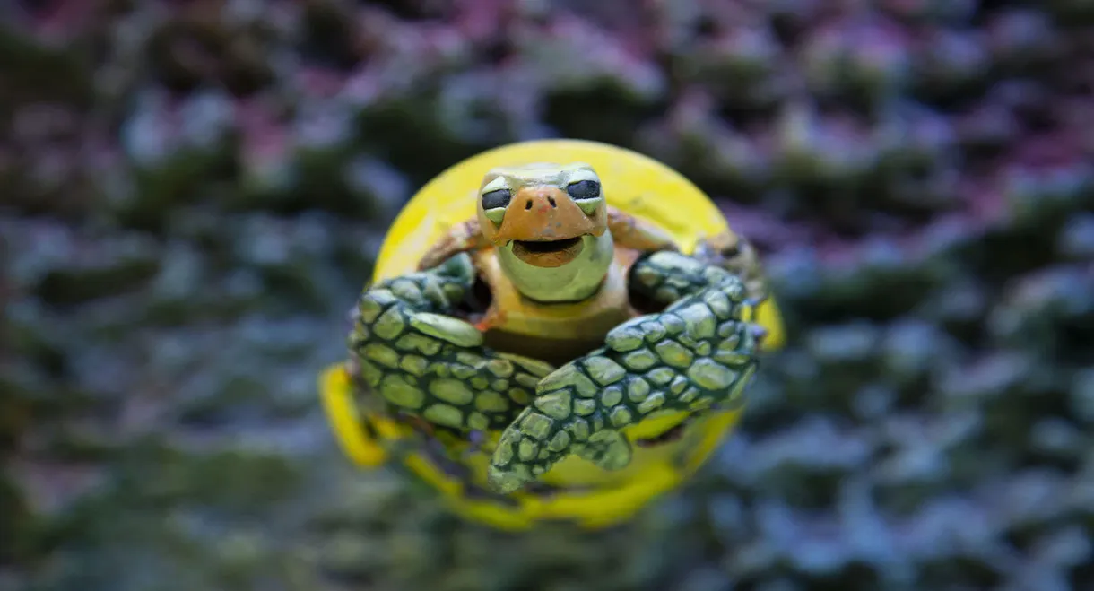 The Plastic Turtle