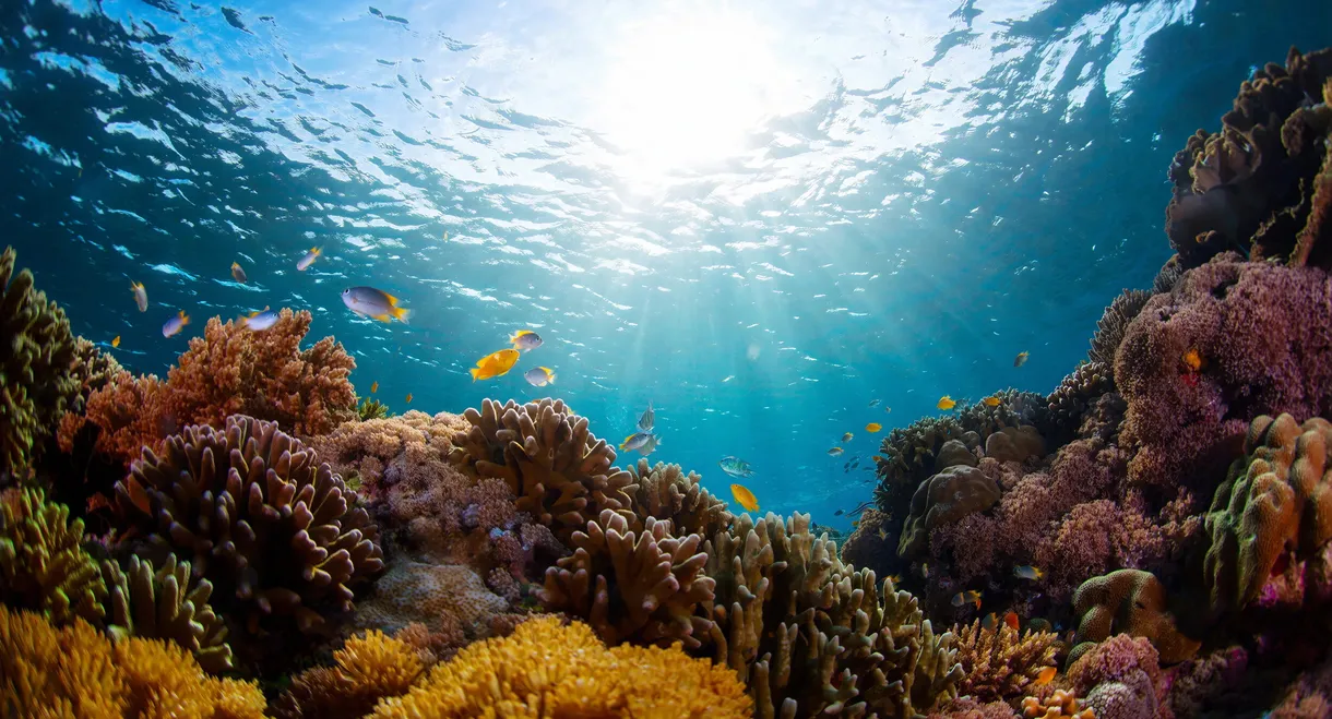 Coral Reef: Magic of the Indo Pacific