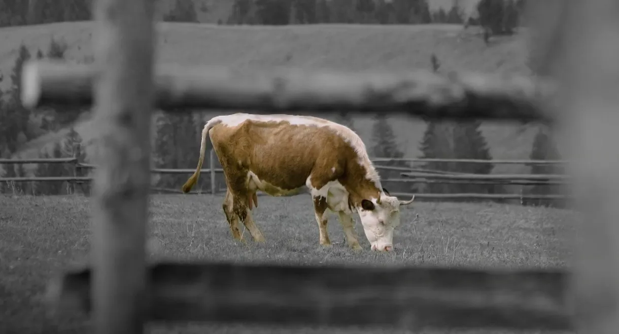 animal.
