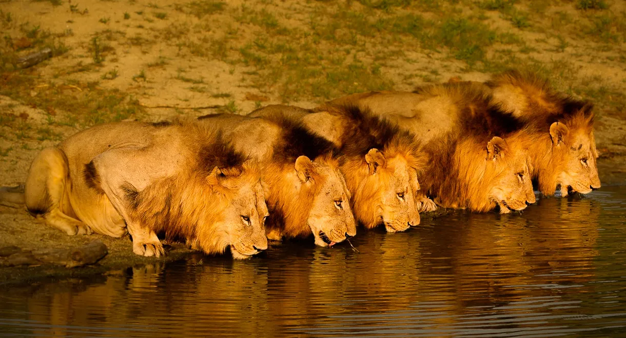 Brothers in Blood: The Lions of Sabi Sand