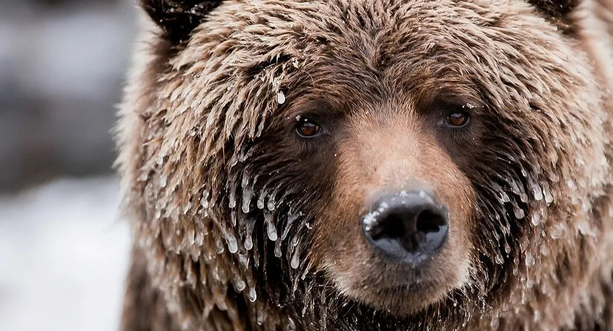 Wild Canada