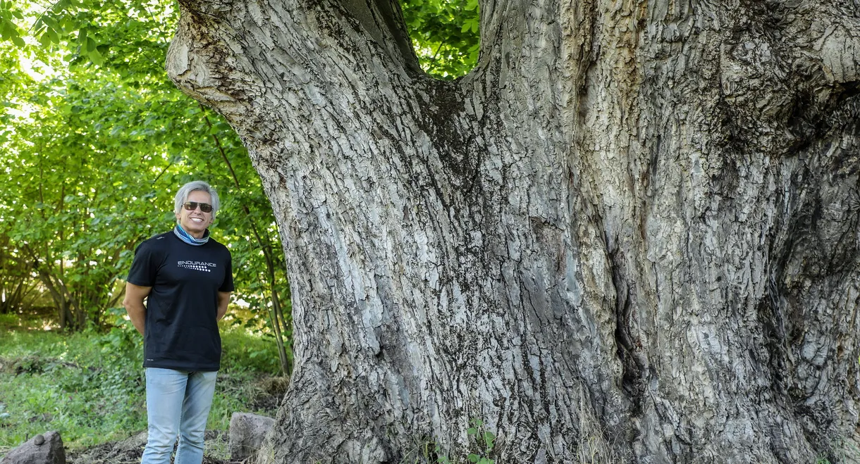 Ancient Trees of Iran