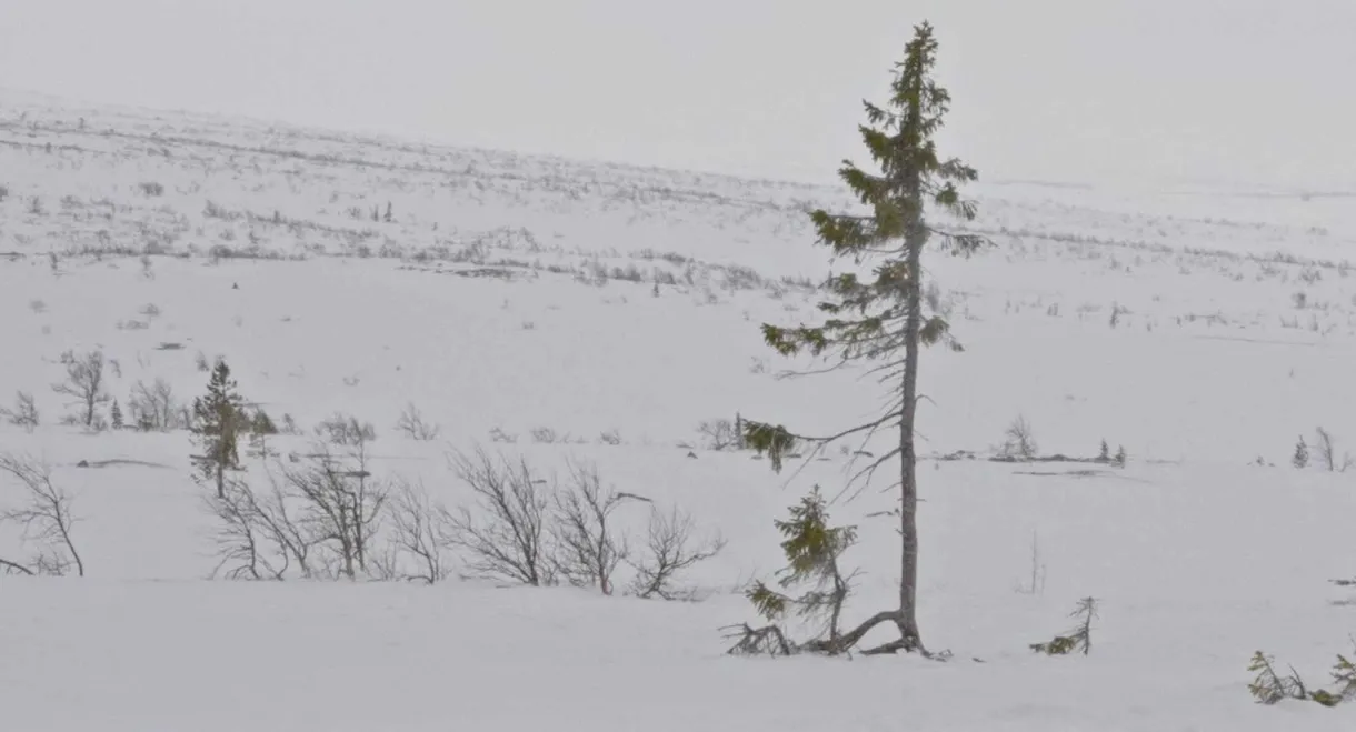 A tree is a tree