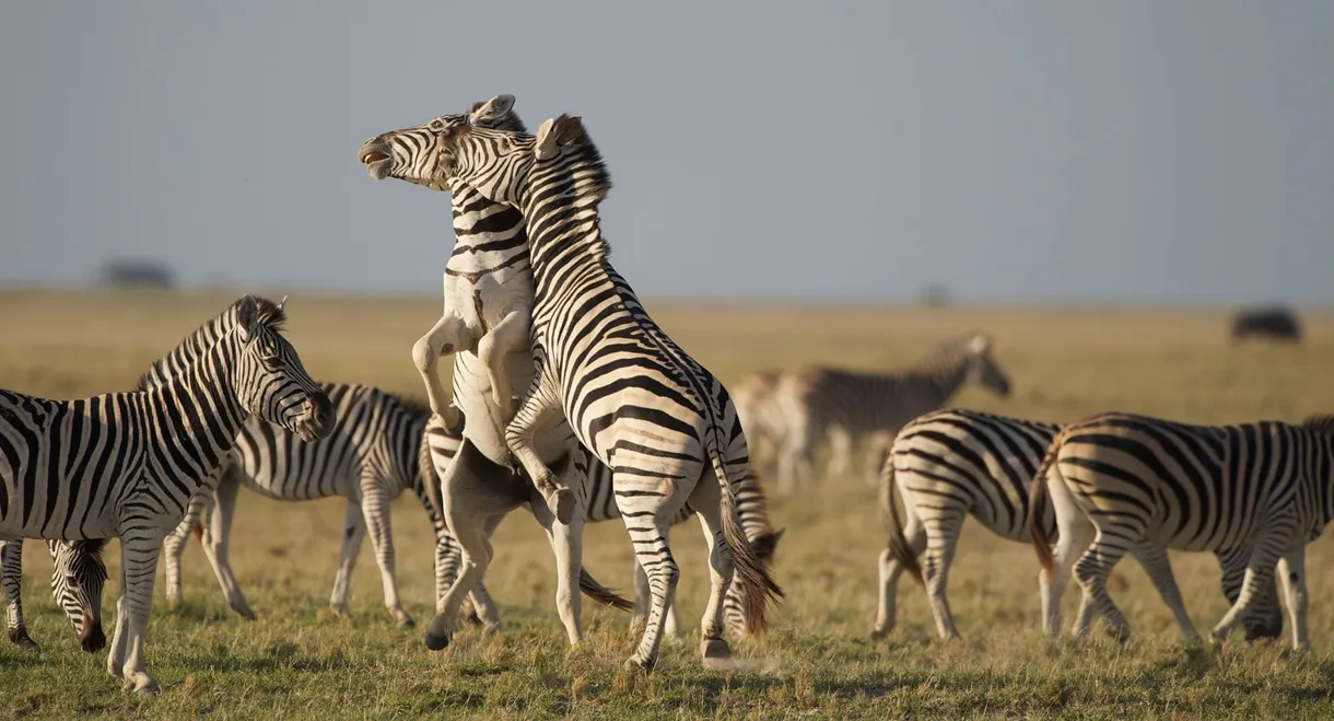 Nature: Great Zebra Exodus