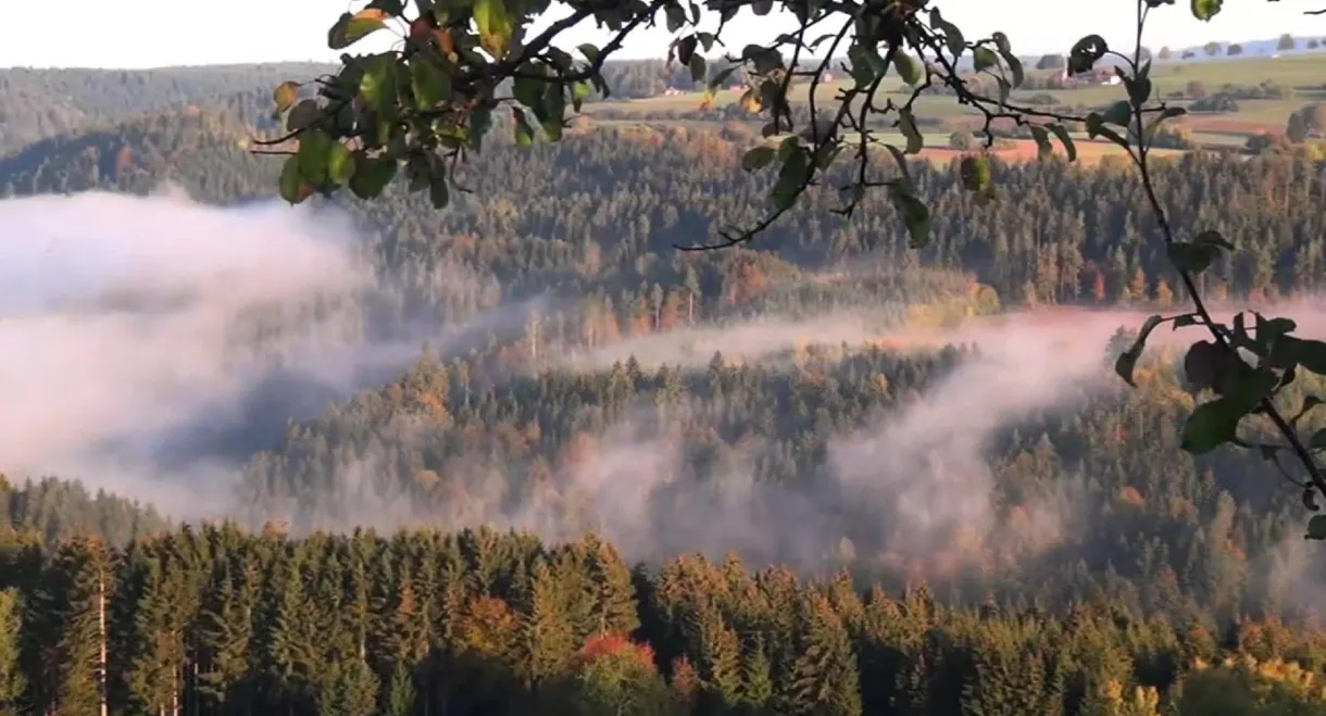 The Black Forest - Mystischer Schwarzwald