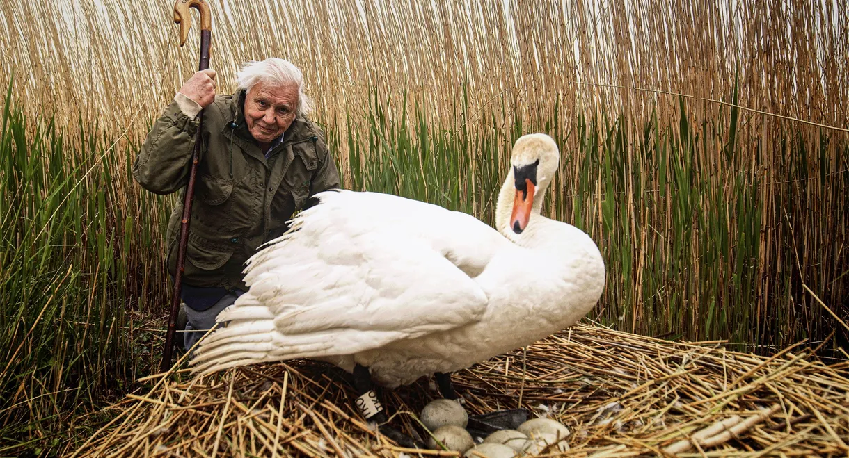 Attenborough's Wonder of Eggs