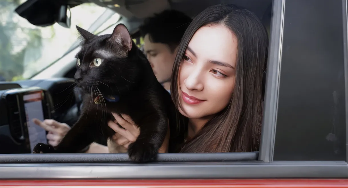 Devil Black Cat