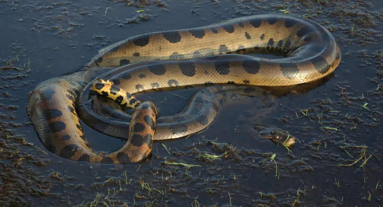 Anaconda: Queen of the Serpents