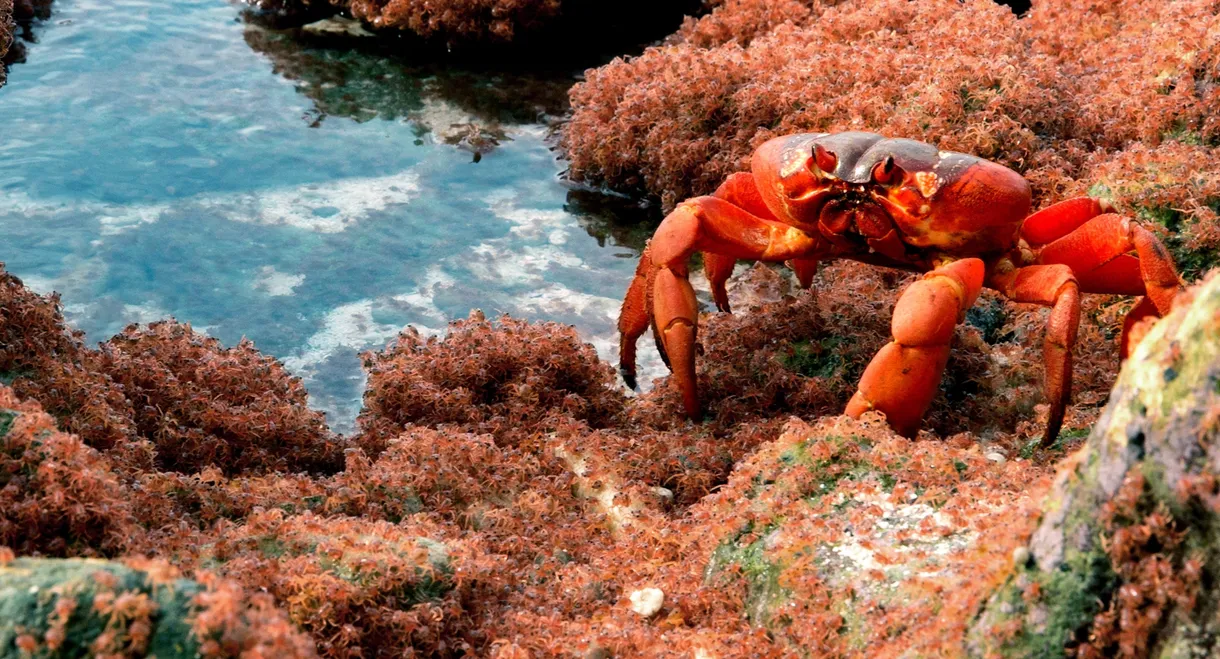 The Giant Robber Crab