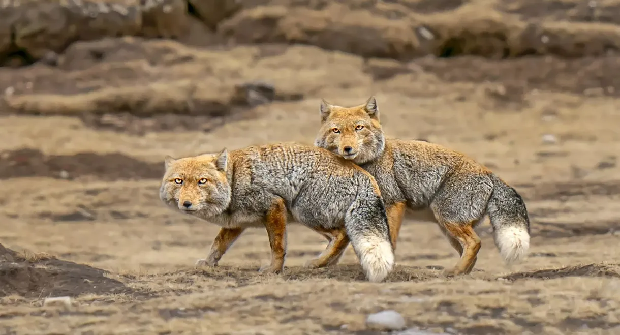 Les animaux des hauts plateaux tibétains