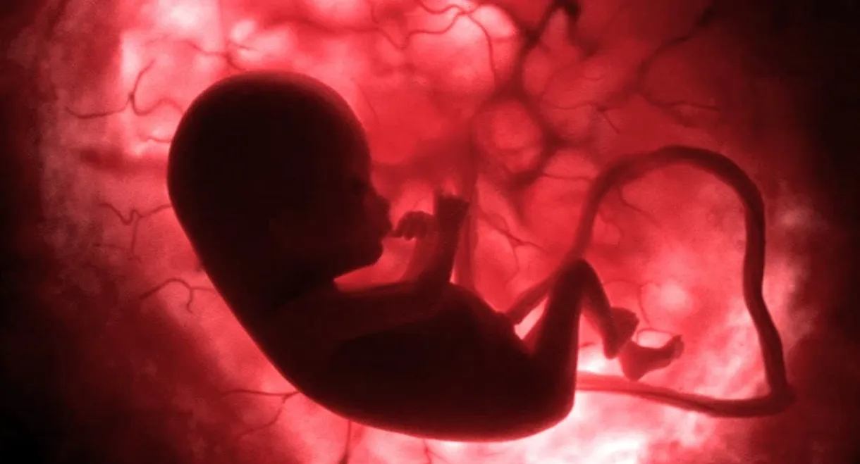 In The Womb