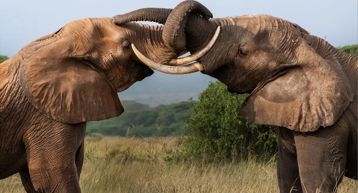 Tusker: Brotherhood of Elephants