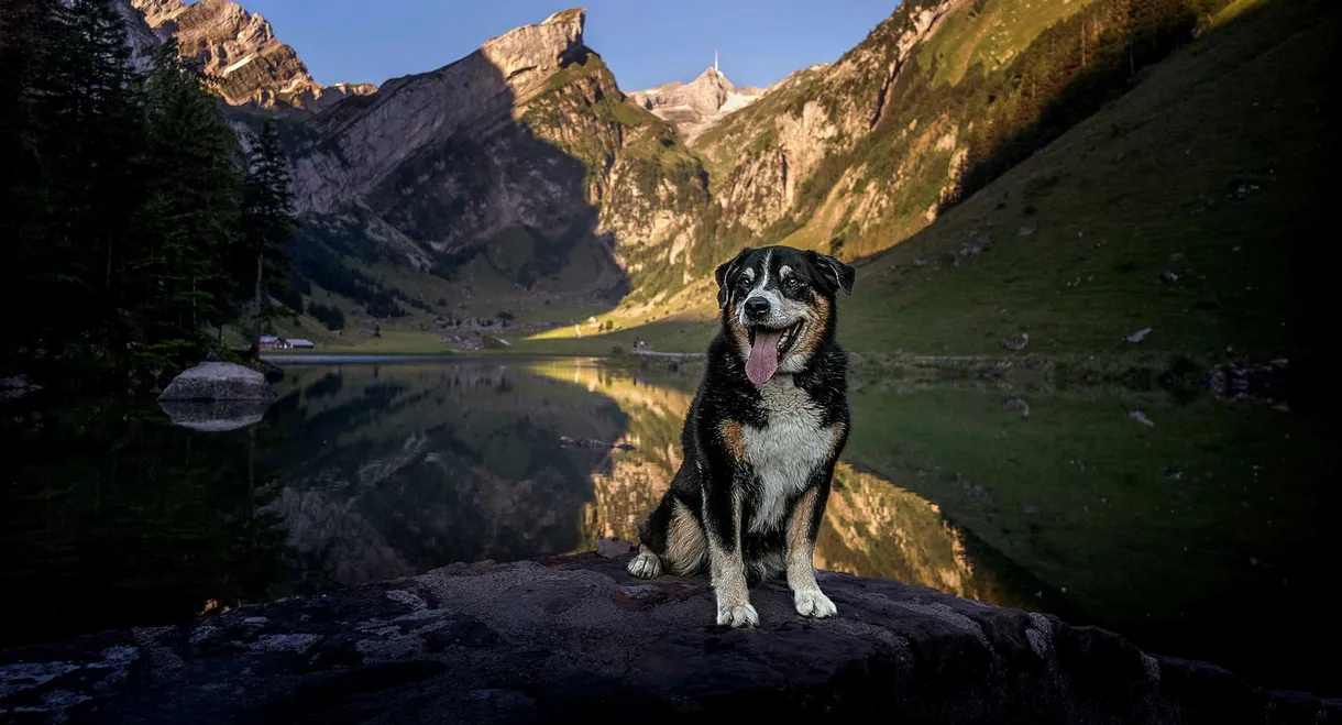 Histoires de chiens suisses
