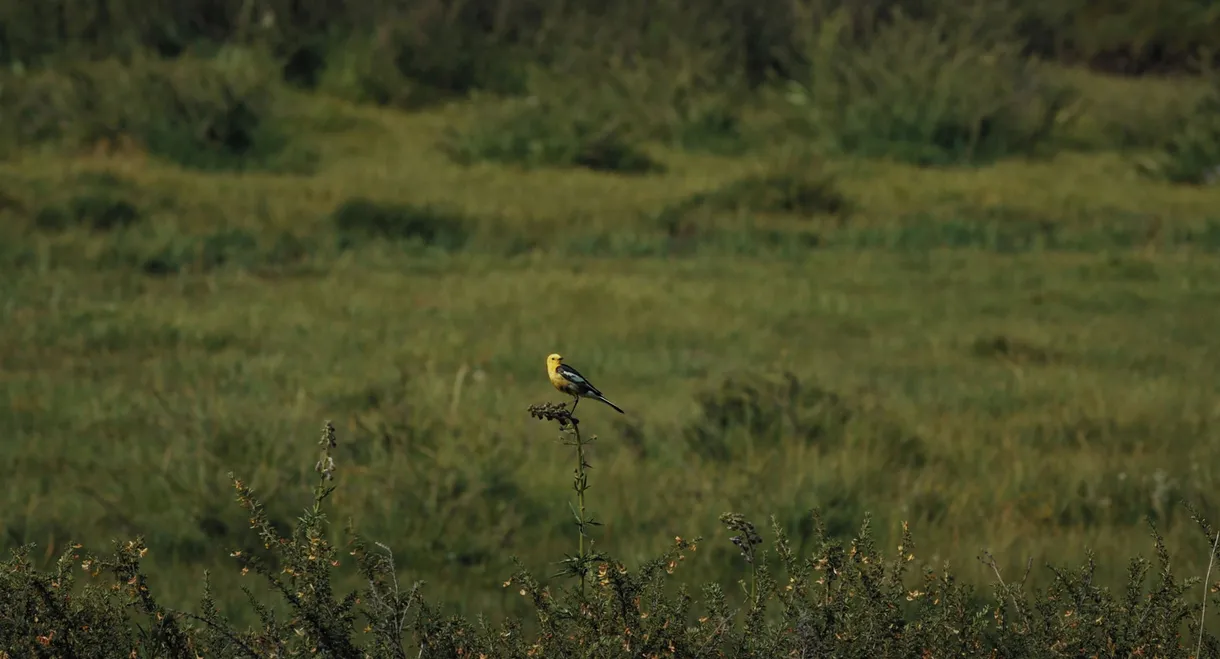 The Mountain Wagtail