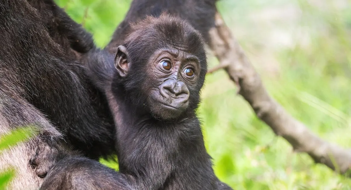 Baby Gorilla Cam