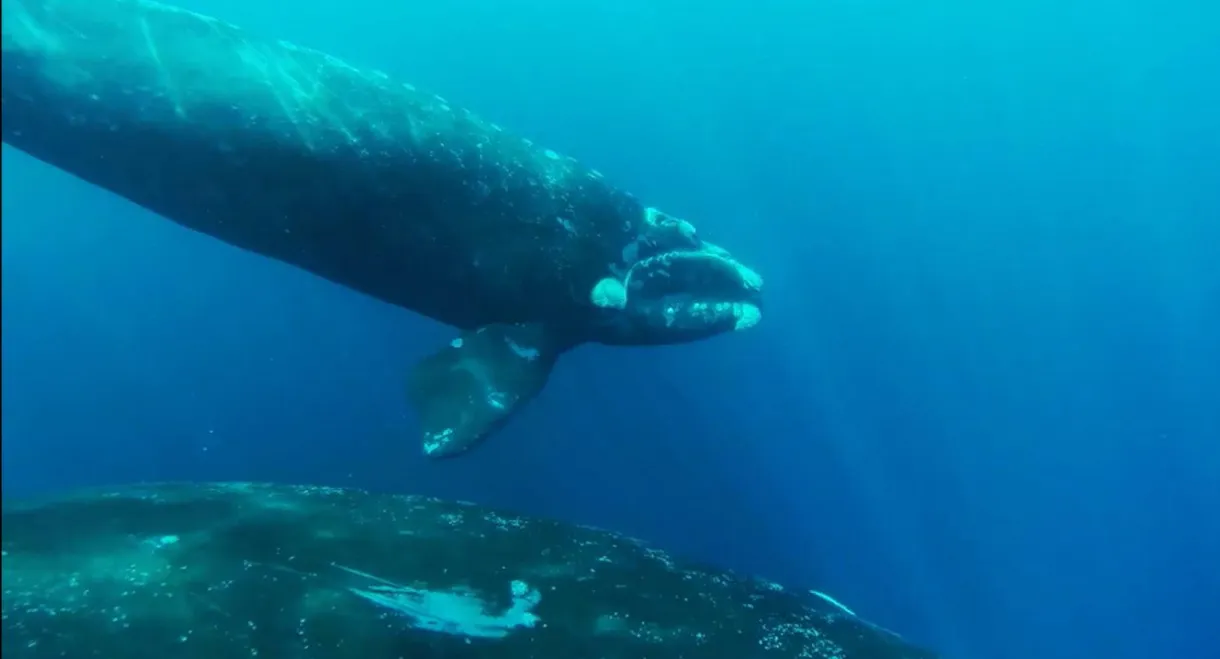 The Charm of Whales