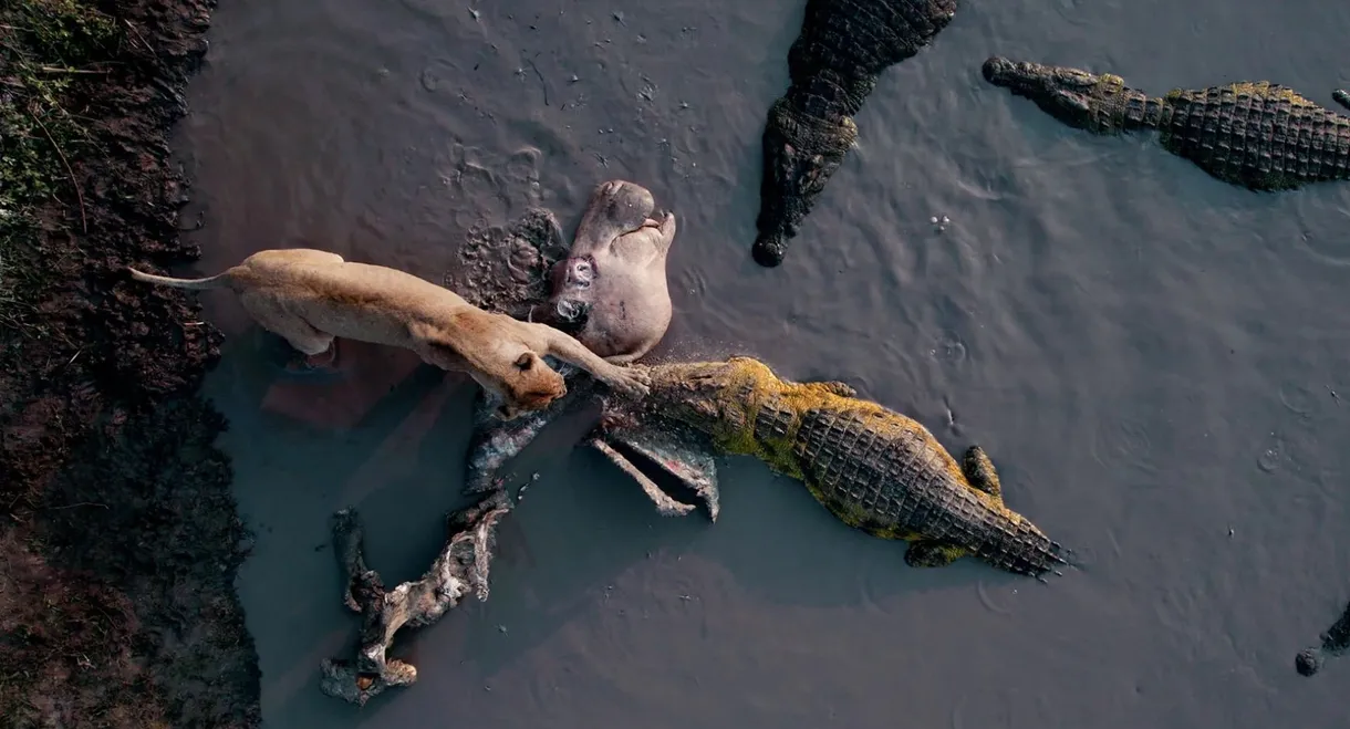 Katavi Africa's Fallen Paradise