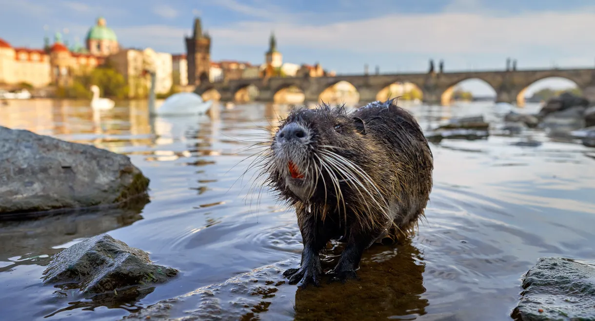 Wild Prague