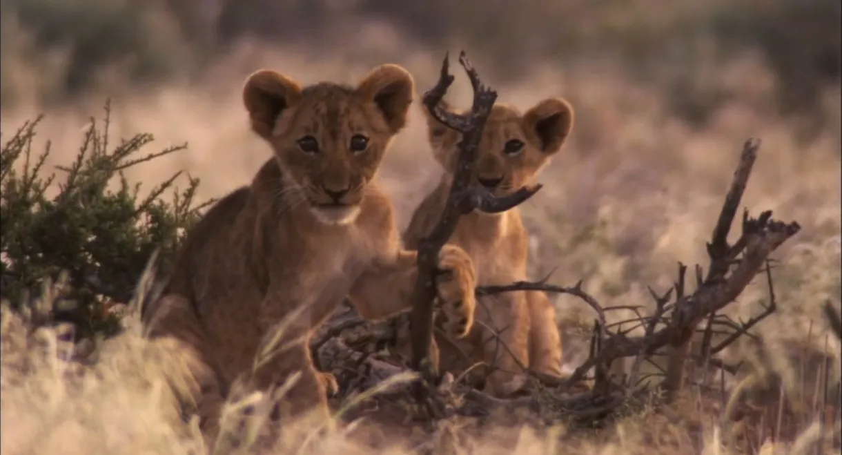 Desert Lions