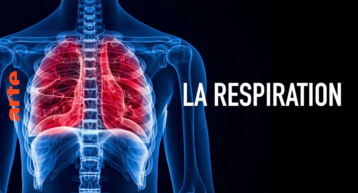 La respiration, une savante mécanique