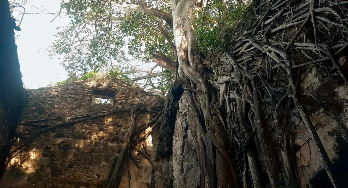 Ilha de Itaparica - Raízes do Brasil