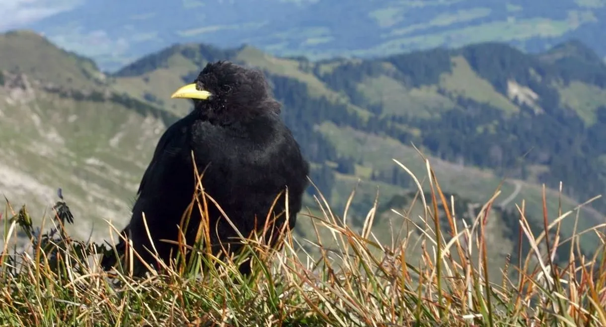 Göttervögel, Galgenvögel - Geschichten von Kolkrabe & Co.