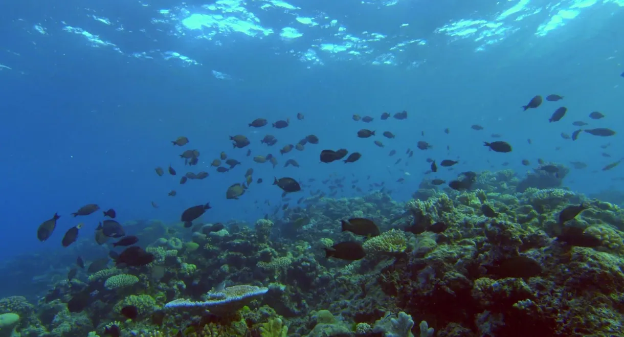 The Moon's Spell on the Great Barrier Reef