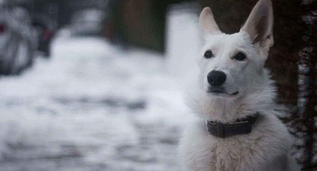 Snow Puppy