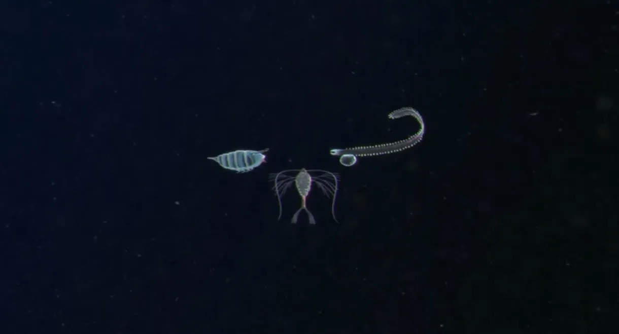 Plankton