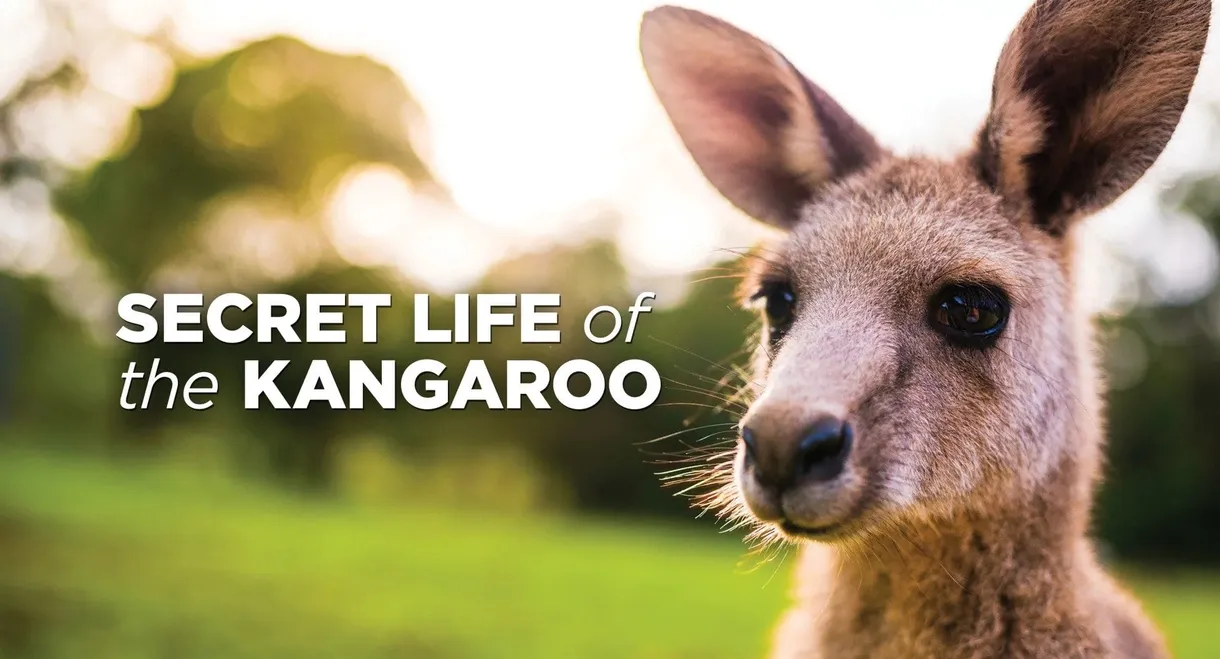 Secret Life of the Kangaroo