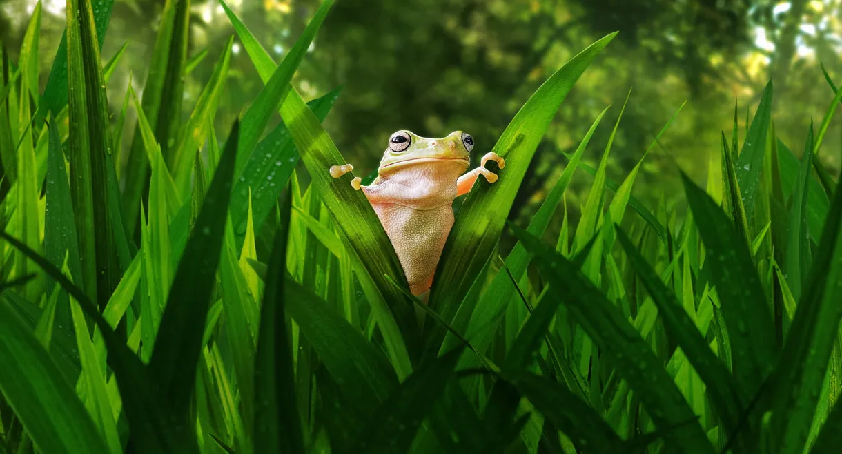 Tiny World