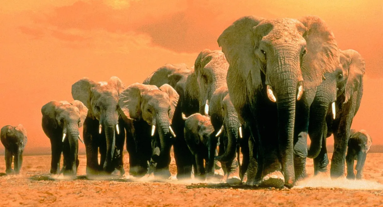 Africa's Elephant Kingdom