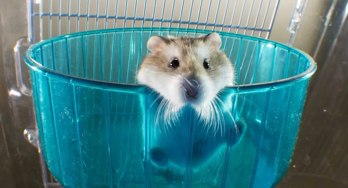 Pets: Wild at Heart