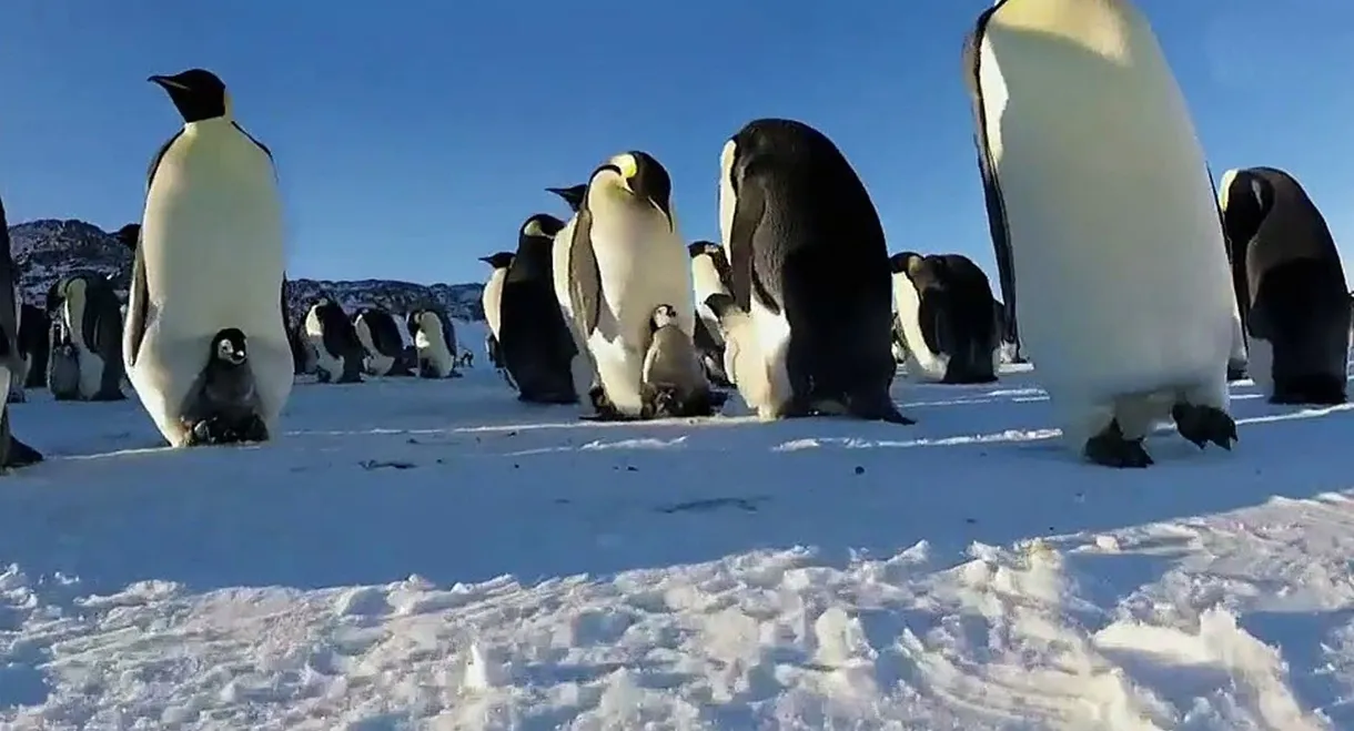 Caméras-espions au pays du froid