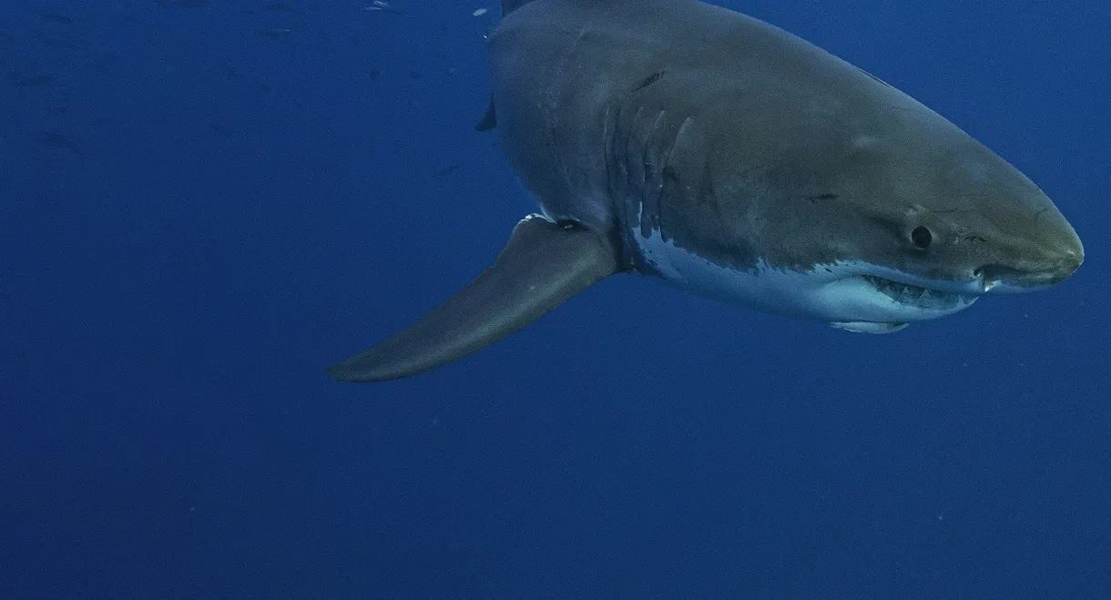 Lost Sharks of Easter Island