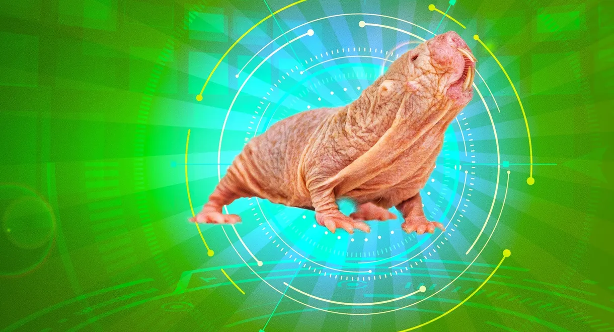 Naked Molerat: Nature’s Weirdest Superhero