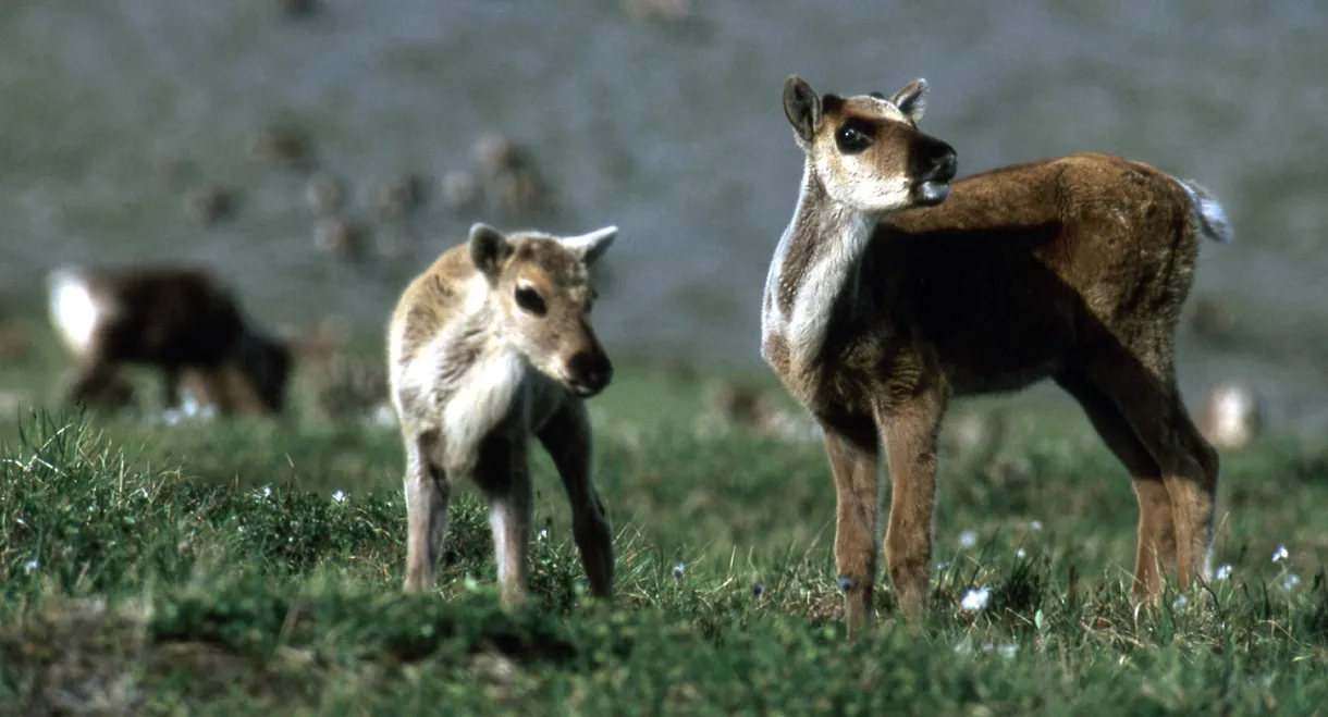 Being Caribou