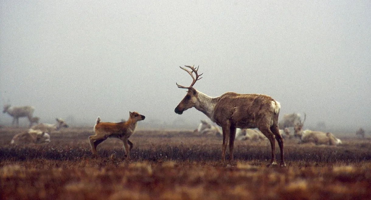 Being Caribou