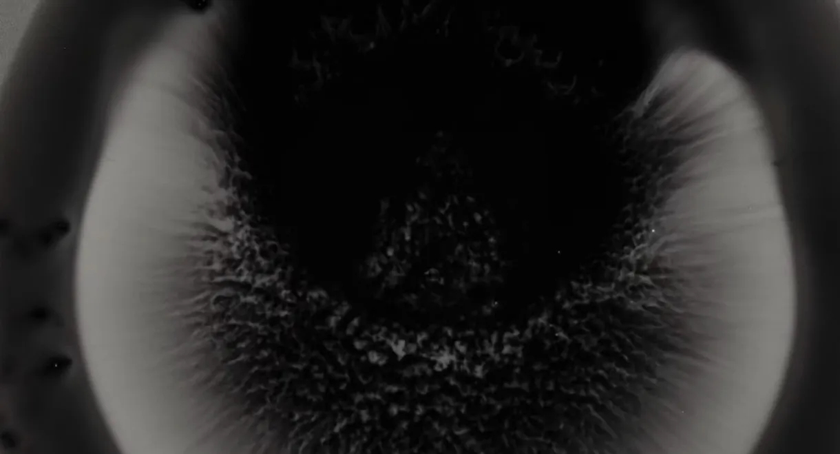 Michael Gira: I Wonder If I’m Singing What You’re Thinking Me to Sing (Live Solo 2022)