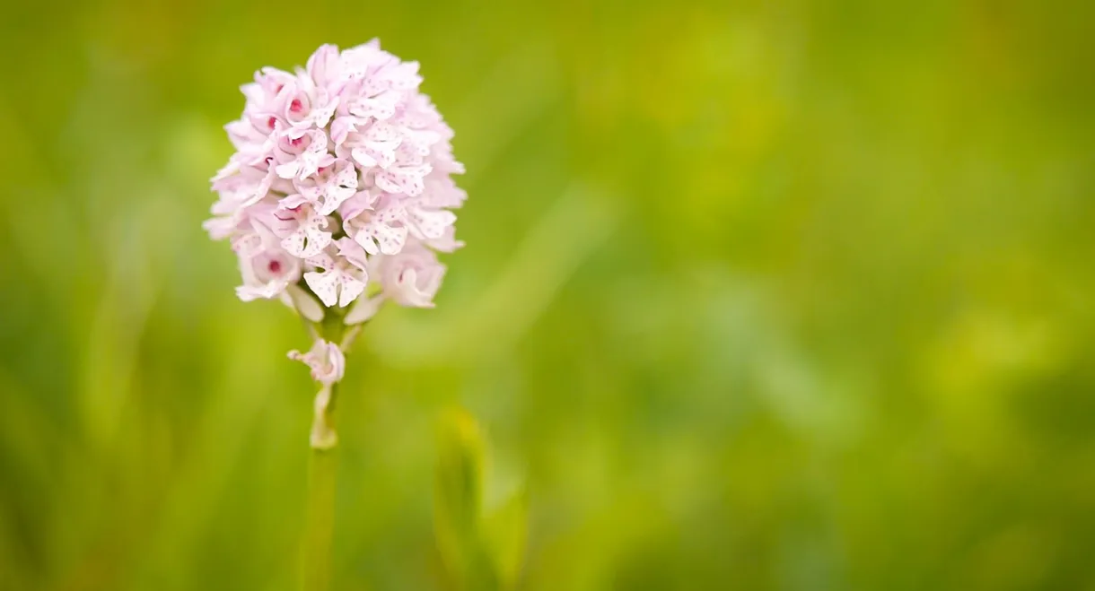 Hidden Beauty - The Orchids of the Saale Valley