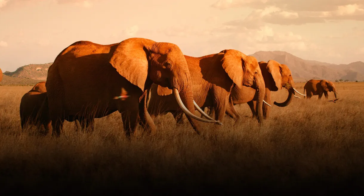 The Elephant Queen